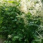 Aruncus dioicus 形態