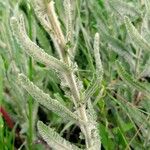 Achillea coarctata List