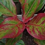 Aglaonema commutatum叶