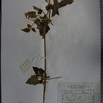 Clematis buchananiana Altres