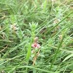 Lysimachia maritimaFlower