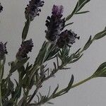 Lavandula stoechasFleur