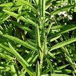 Salvia azurea Leaf