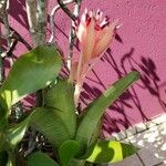 Billbergia pyramidalis Leaf