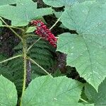 Oplopanax horridus Fruit