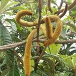 Handroanthus chrysotrichus Fruchs