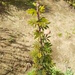 Vachellia hockii Leaf