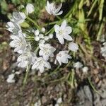 Allium oleraceum Blüte