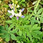 Lupinus albus Цвят