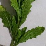 Dysphania ambrosioides Leaf