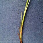 Carex limosa Liść
