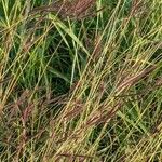 Bothriochloa ischaemum Плід