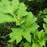 Heracleum mantegazzianum Habit