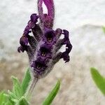 Lavandula stoechasKvet