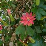 Passiflora manicata Blomst
