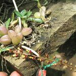 Bulbophyllum falcatum Yeri