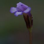 Torenia crustacea Flor