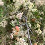 Gymnosporia putterlickioides Fruit