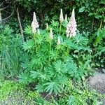 Lupinus polyphyllus花