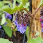 Symphytum caucasicum Flower