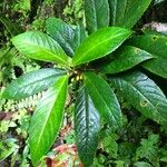 Besleria lutea Leaf