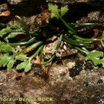 Asplenium seelosii Агульны выгляд