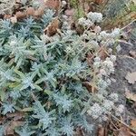 Teucrium polium Листок