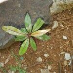 Ouratea humblotii Leaf