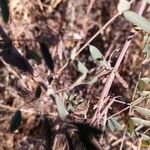 Indigofera suffruticosa ഫലം