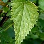 Urtica dioica Leaf