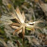 Trixis californica Fruto