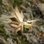 Trixis californica Plod