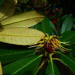 Rhododendron lanigerum Blad