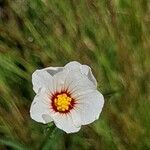 Sida linifolia Blüte
