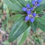 Gentiana cruciataFlor