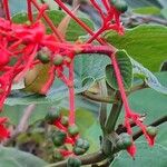 Clerodendrum buchananii Fruto