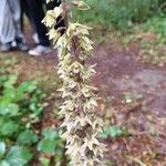 Epipactis purpurata Flower