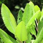 Photinia arbutifolia পাতা