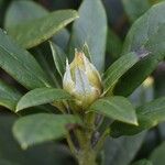Rhododendron sanguineum Altul/Alta