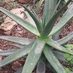 Aloe castanea List