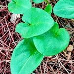 Arisarum simorrhinum Blad