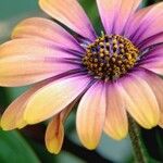 Dimorphotheca sinuata 花