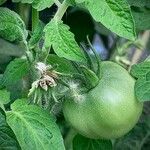 Solanum lycopersicum Fruit