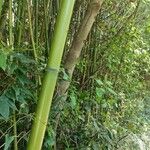 Phyllostachys bambusoides Bark