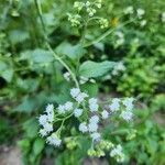 Ageratina aromaticaFlower