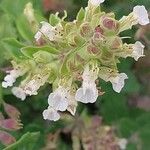 Teucrium botrys Fleur