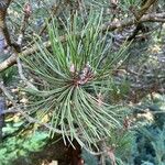 Pinus heldreichii Folha