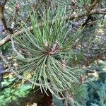 Pinus heldreichii পাতা