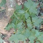 Lactuca muralis Leaf