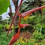 Heliconia collinsiana Fleur